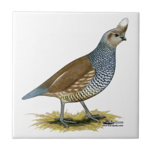 Scaled Quail Tile
