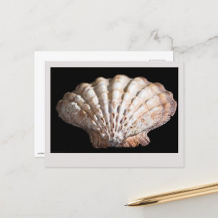 Scallop 3236 postcard