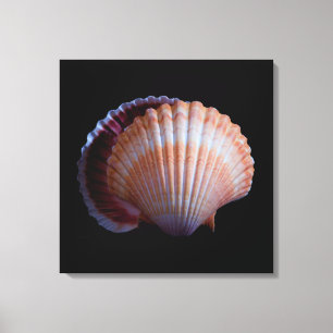 Scallop Shell Canvas Print