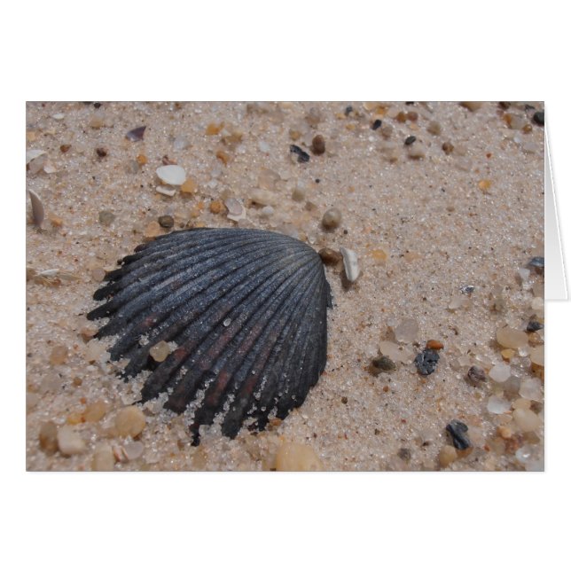 Scallop Shell Card (Front Horizontal)