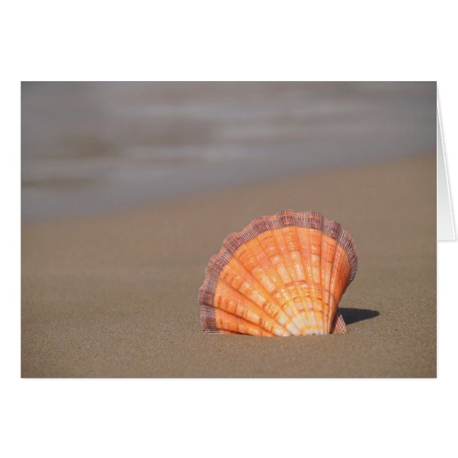 Scallop Shell| Crete, Greece (Front Horizontal)