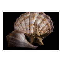 Scallop, Whelk, Sea Star