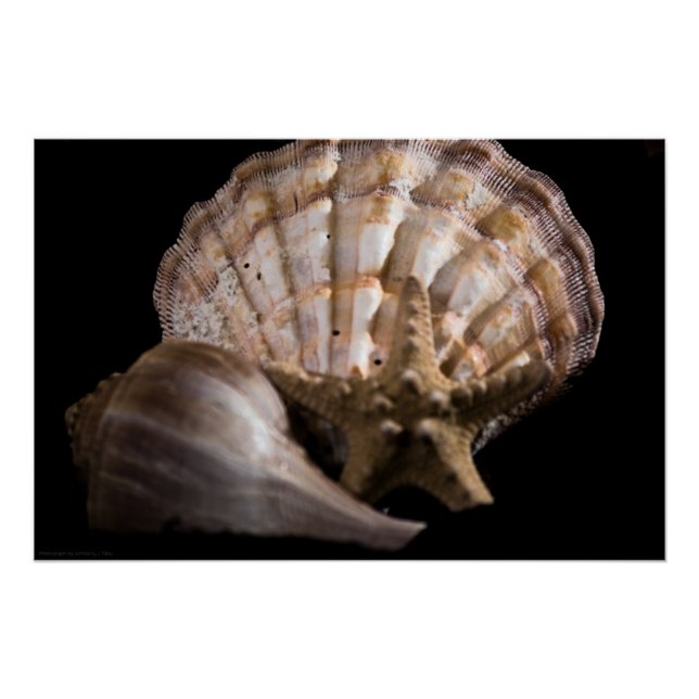 Scallop, Whelk, Sea Star Poster (Front)