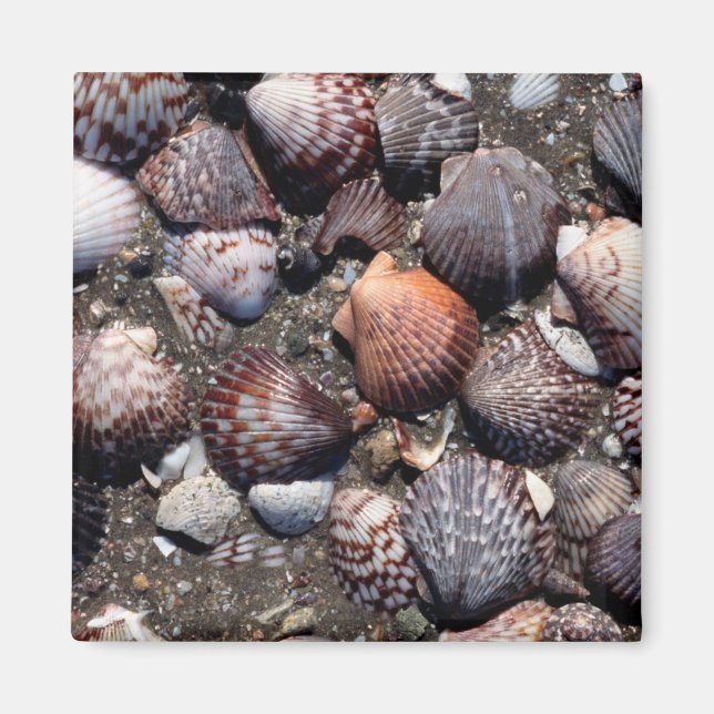 Scalloped Colourful Seashells On A Black Sand Magnet (Front)