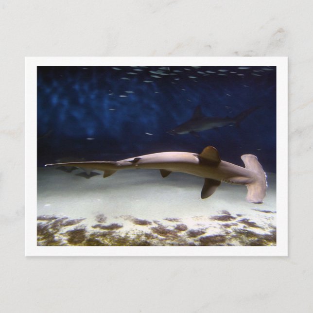 Scalloped Hammerhead Shark Postcard (Front)