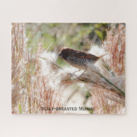 Scaly-breasted Munia; Bird Lover's 