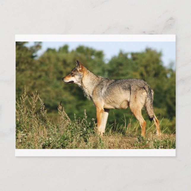 Scandinavian grey wolf postcard (Front)