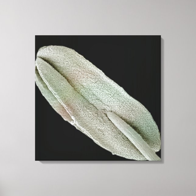Scanning electron microscope image of an anther (P Canvas Print (Front)