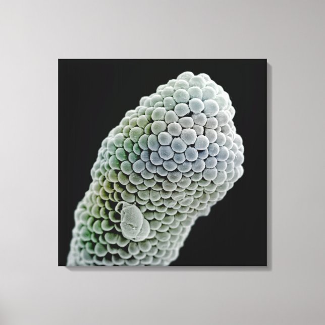 Scanning electron microscope image of stigma (Pent Canvas Print (Front)