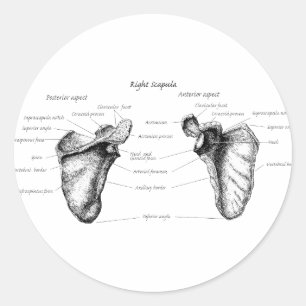 Scapula Details Classic Round Sticker