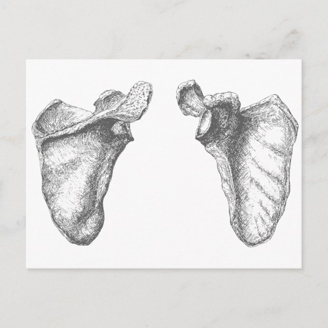 Scapula Grey Postcard (Front)