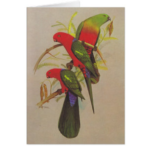 Scapularis du Roi Parrot - d'Alisterus