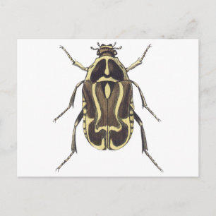 Scarab Beetle Postcard