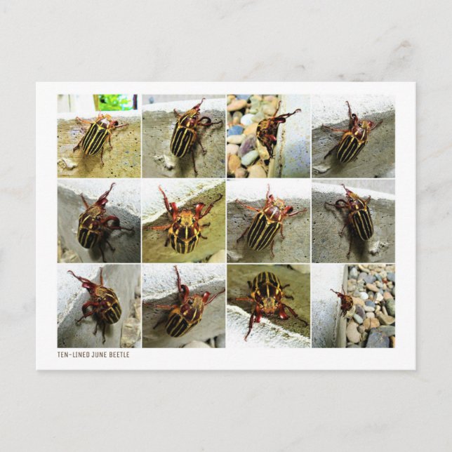Scarab June Beetle Insect Big Bug Postcard (Front)
