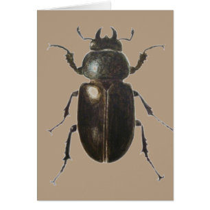 Scarabée de mâle 2011