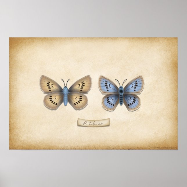 Scarce Large Blue Butterfly Naturalist Specimen Po Poster (Front)