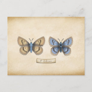 Scarce Large Blue Butterfly Specimen Customizable Postcard