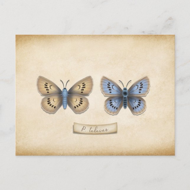 Scarce Large Blue Butterfly Specimen Customizable Postcard (Front)