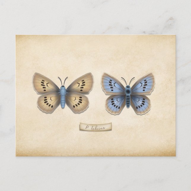 Scarce Large Blue Butterfly Specimen Customizable Postcard (Front)