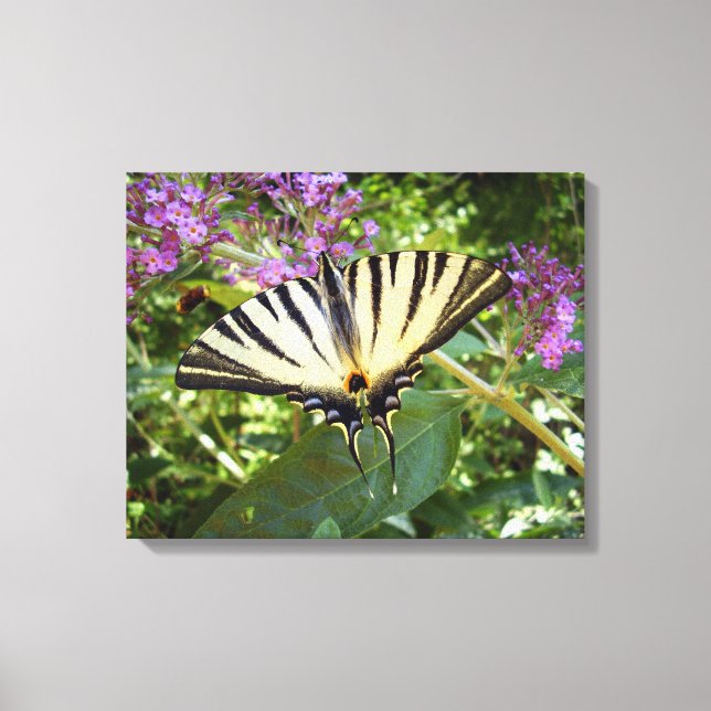 Scarce Swallowtail Butterfly Canvas Print (Front)