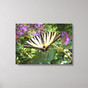 Scarce Swallowtail Butterfly Canvas Print