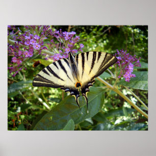 Scarce Swallowtail Butterfly Poster