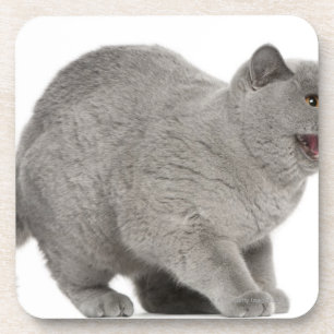 Scared British Shorthair hissing (8 months old) Coaster