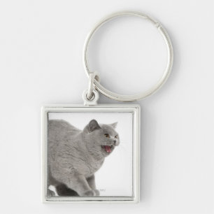 Scared British Shorthair hissing (8 months old) Keychain