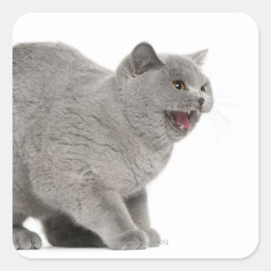 Scared British Shorthair hissing (8 months old) Square Sticker