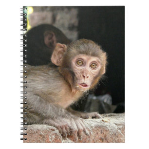 Scared monkey with big eyes notebook