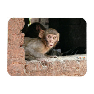 Scared monkey with big eyes rectangular magnet