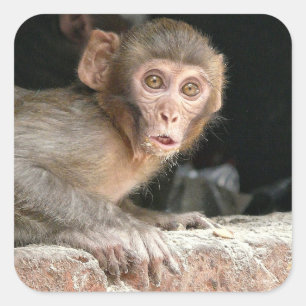 Scared monkey with big eyes square sticker