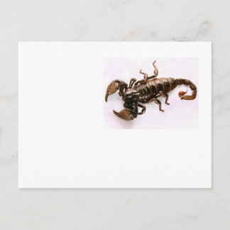 Scaremail postcard (Scorpion)