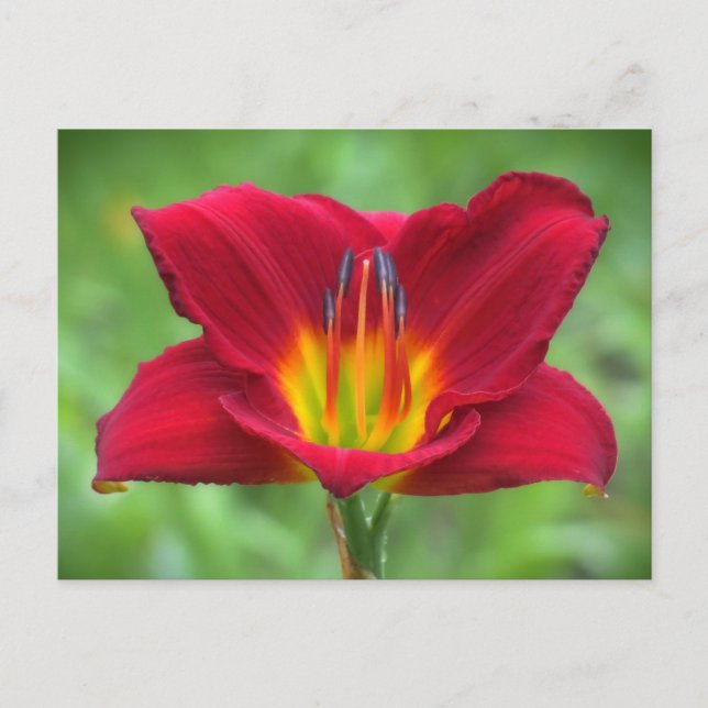 Scarlet Daylily Postcard (Front)