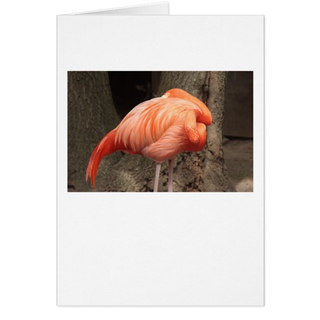 Scarlet Flamingo (Front)