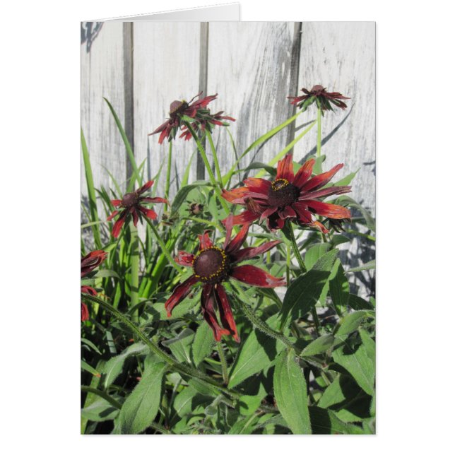 Scarlet Flowers and Bees in Garden Blank Note Card (Front)