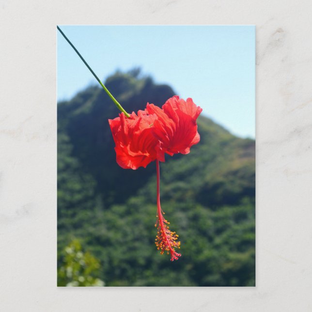 Scarlet Hibiscus, Hawaii Postcard (Front)