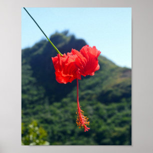 Scarlet Hibiscus in Hawaii Poster