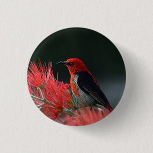 Scarlet honeyeater Exotic Bird 1 Inch Round Button