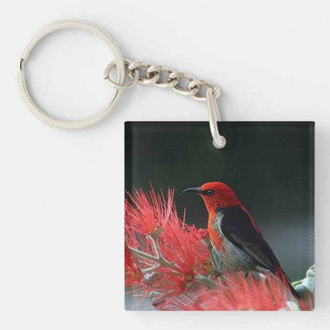 Scarlet honeyeater Exotic Bird Keychain (Front)