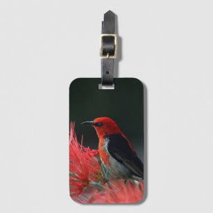 Scarlet honeyeater Exotic Bird Luggage Tag
