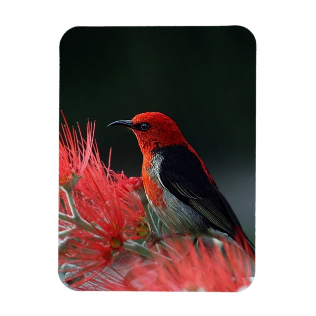 Scarlet honeyeater Exotic Bird Magnet (Vertical)