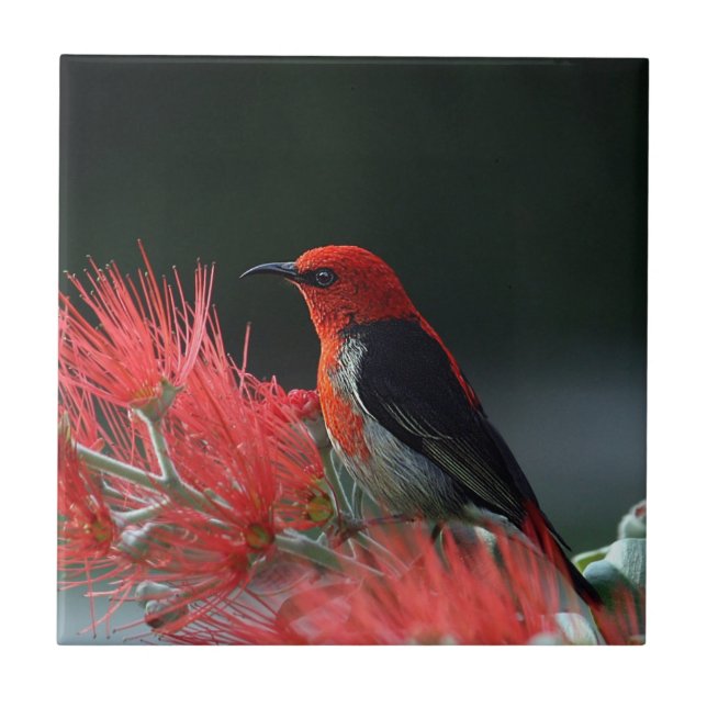 Scarlet honeyeater Exotic Bird Tile (Front)