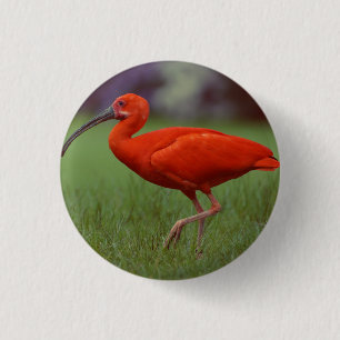 Scarlet ibis 1 inch round button