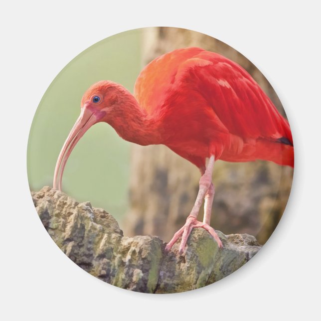 Scarlet Ibis Bird Magnet (Front)