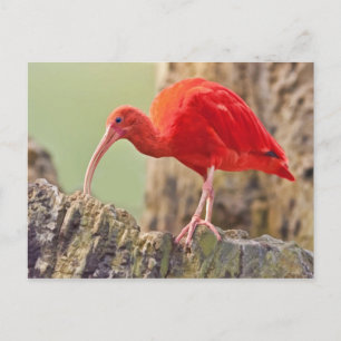 Scarlet Ibis Bird Postcard