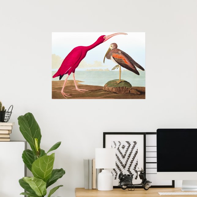 Scarlet ibis by John James Audubon Poster (Home Office)