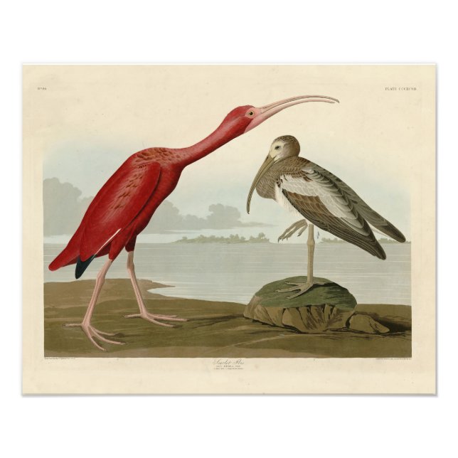 Scarlet Ibis - from Audubon's Birds of America Pho Photo Print (Front)