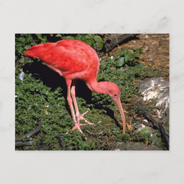 Scarlet ibis postcard (Front)