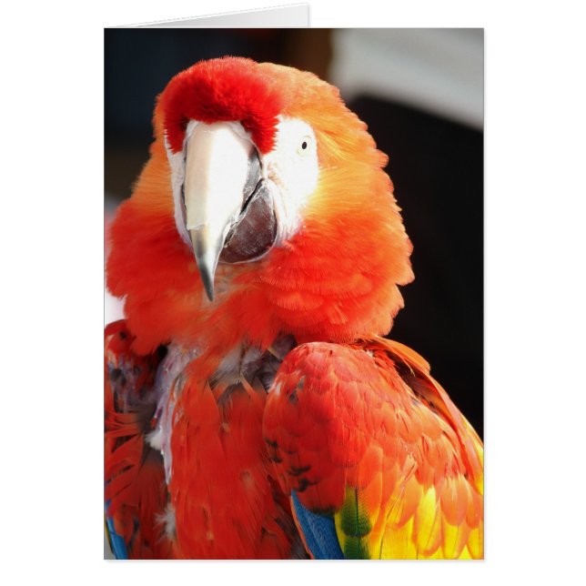 Scarlet Macaw (Devant)